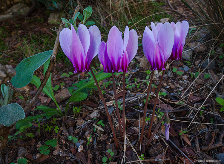 Cyclamen graecum - click on the image to enlarge Cyclamen graecum - click on the image to enlarge