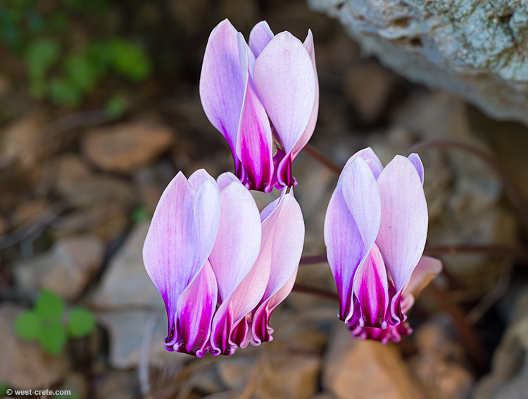 Cyclamen graecum - click on the image to enlarge Cyclamen graecum - click on the image to enlarge
