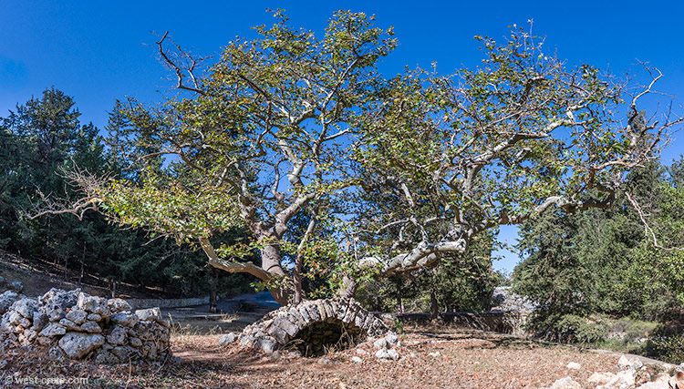Plane tree by the Venetian wells of Gavalohori - click on the image to enlarge Plane tree by the Venetian wells of Gavalohori - click on the image to enlarge