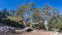 Plane tree by the Venetian wells of Gavalohori