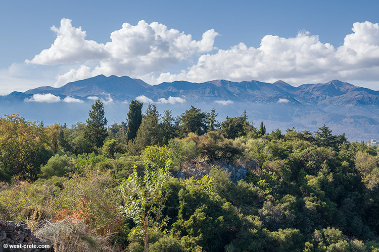 The Roupakias forest, Apokorona - click on the image to enlarge The Roupakias forest, Apokorona - click on the image to enlarge