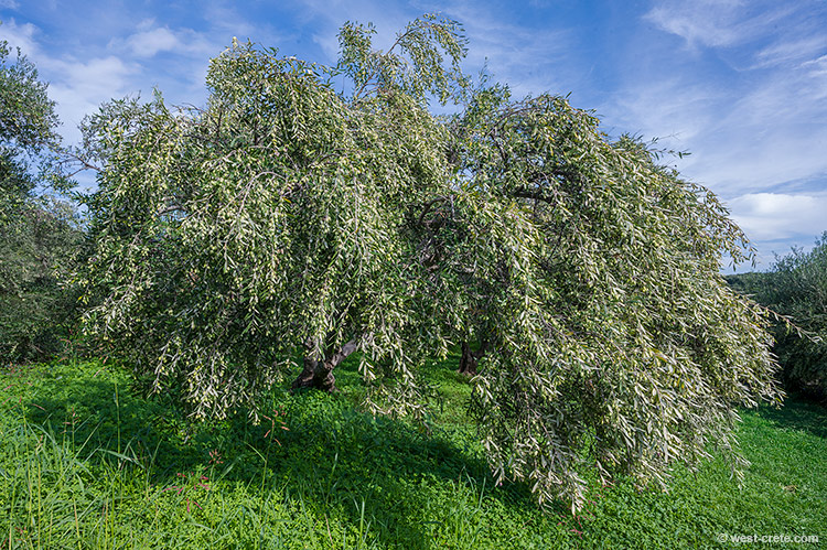 Ready for the harvest - click on the image to enlarge Ready for the harvest - click on the image to enlarge
