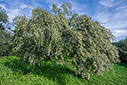 Ready for the harvest 