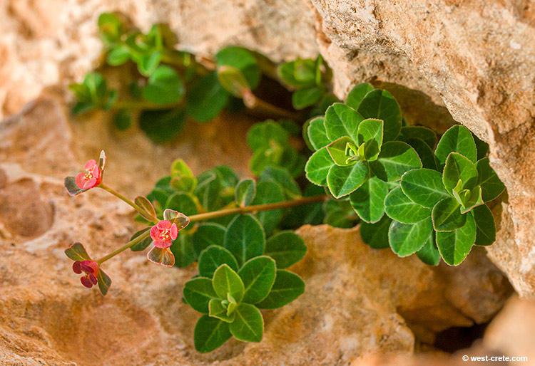 Euphorbia dimorphocaulon - click on the image to enlarge Euphorbia dimorphocaulon - click on the image to enlarge