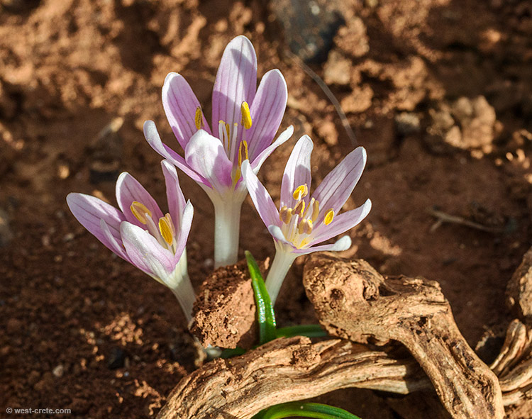 Colchicum pusillum - click on the image to enlarge Colchicum pusillum - click on the image to enlarge