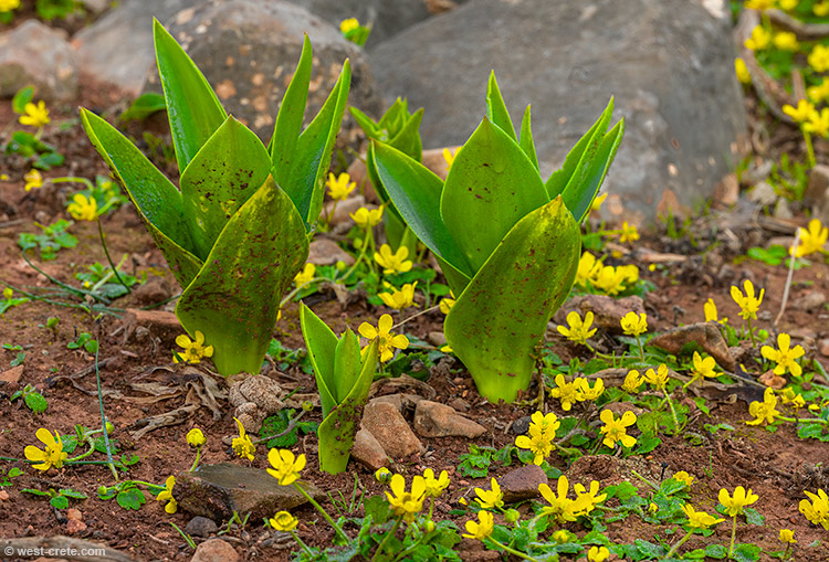 After the rains - click on the image to enlarge After the rains- click on the image to enlarge