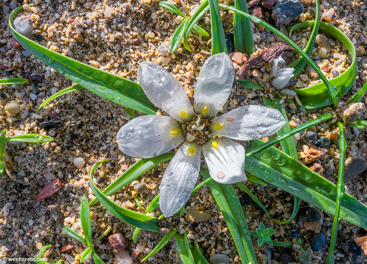 Androcymbium rechingeri - click on the image to enlarge Androcymbium rechingeri - click on the image to enlarge