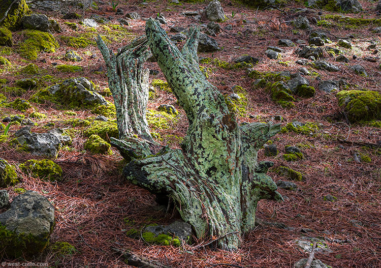 Cypress trunk covered in lichen - click on the image to enlarge Cypress trunk covered in lichen - click on the image to enlarge