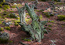Cypress trunk covered in lichen