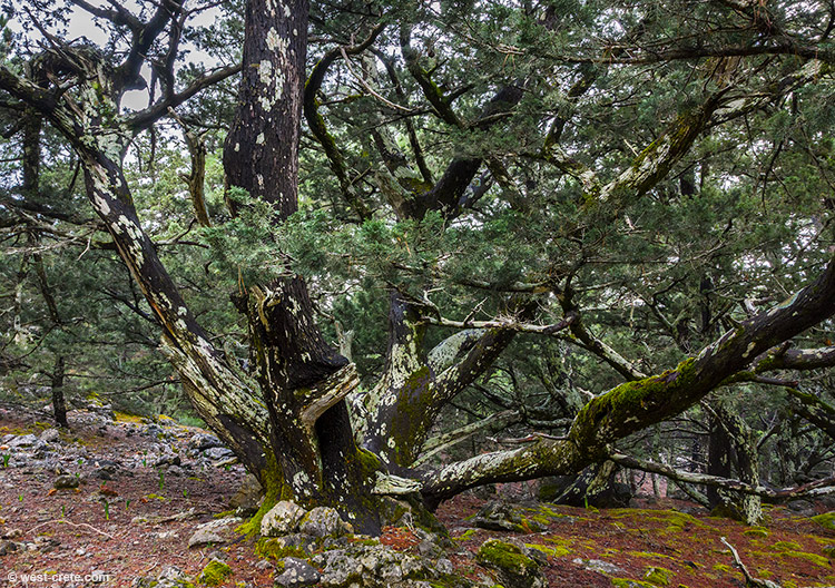 In the forest of Agios Ioannis - click on the image to enlarge In the forest of Agios Ioannis - click on the image to enlarge