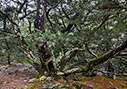 In the forest of Agios Ioannis