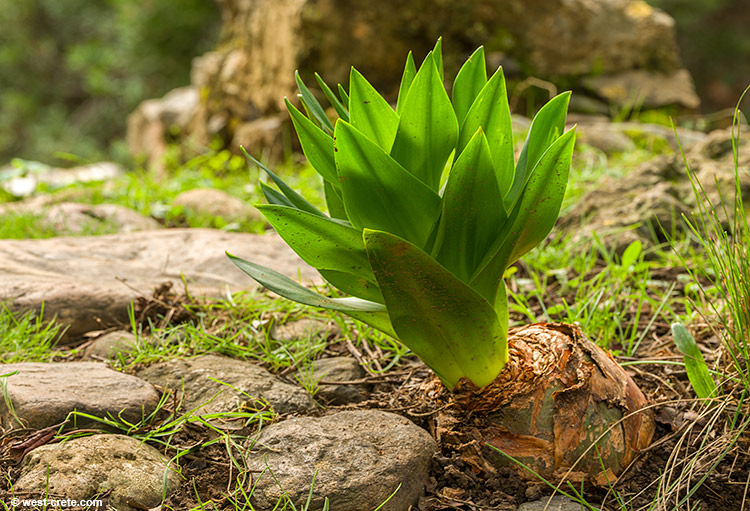 A sprouting Sea squill bulb - click on the image to enlarge A sprouting Sea squill bulb - click on the image to enlarge