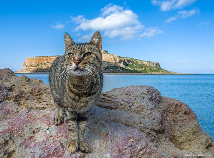 Balos cat - click on the image to enlarge Balos cat - click on the image to enlarge