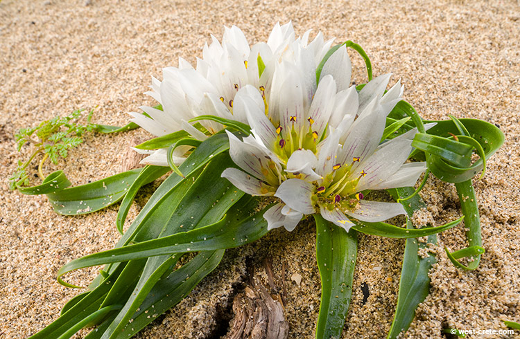 Androcymbium rechingeri - click on the image to enlarge Androcymbium rechingeri - click on the image to enlarge