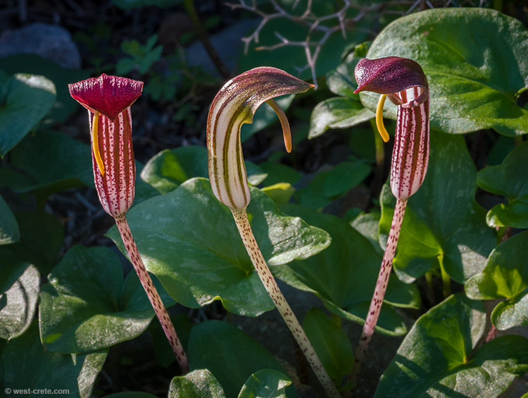 Arisarum vulgare - click on the image to enlarge Arisarum vulgare - click on the image to enlarge