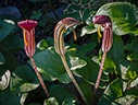 Arisarum vulgare 