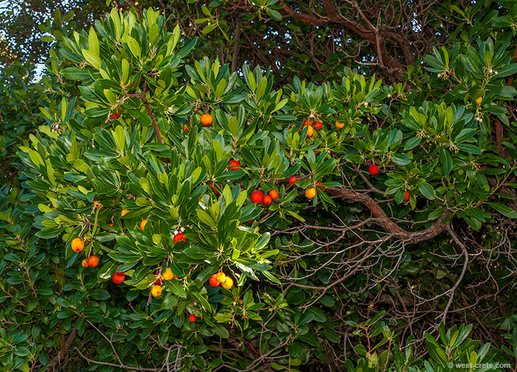 Strawberry tree - click on the image to enlarge Strawberry tree - click on the image to enlarge