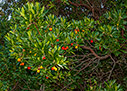Strawberry tree