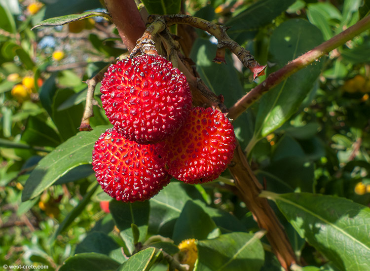 Strawberry tree fruit - click on the image to enlarge Strawberry tree fruit - click on the image to enlarge