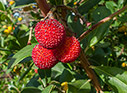 Strawberry tree fruit