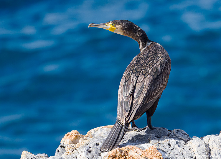 Cormorant - click on the image to enlarge Cormorant- click on the image to enlarge