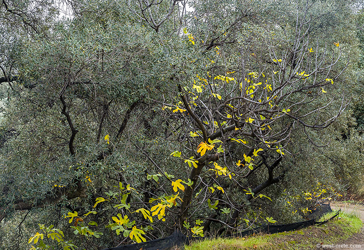 My backyard on a rainy winter day - click on the image to enlarge My backyard on a rainy winter day - click on the image to enlarge