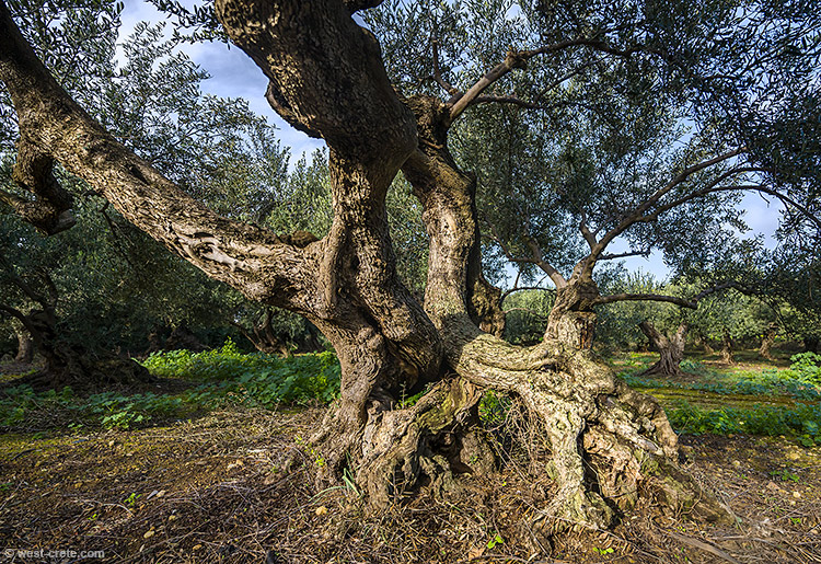 An olive tree near Rodopou- click on the image to enlarge An olive tree near Rodopou - click on the image to enlarge