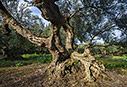 An olive tree near Rodopou