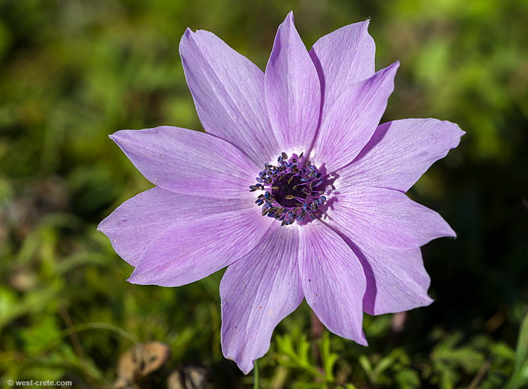 Anemone coronaria - click on the image to enlarge Anemone coronaria - click on the image to enlarge