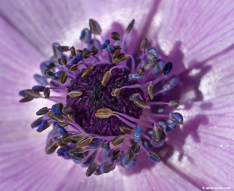 Anemone coronaria - click on the image to enlarge Anemone coronaria - click on the image to enlarge