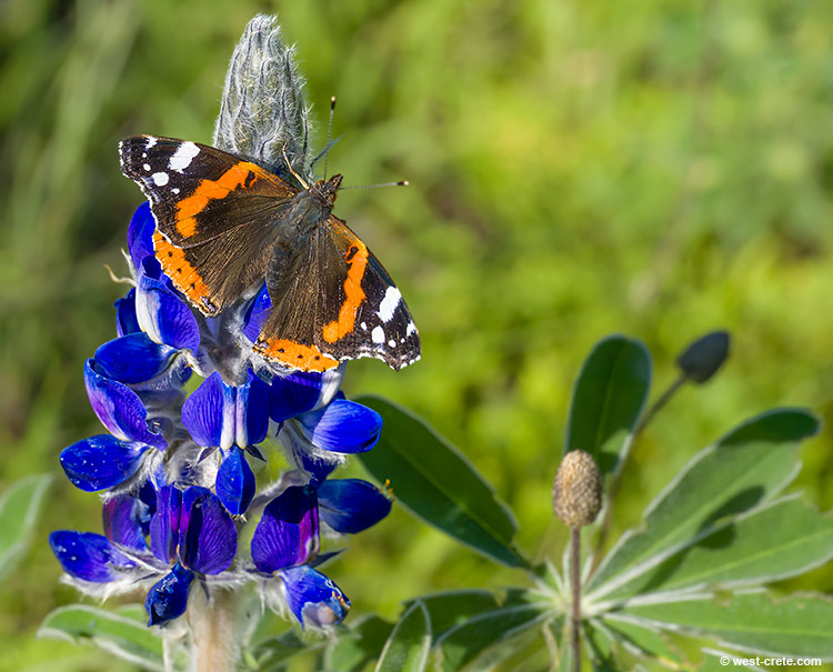 Lupin and butterfly - click on the image to enlarge Lupin and butterfly - click on the image to enlarge