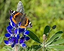 Lupin and butterfly 