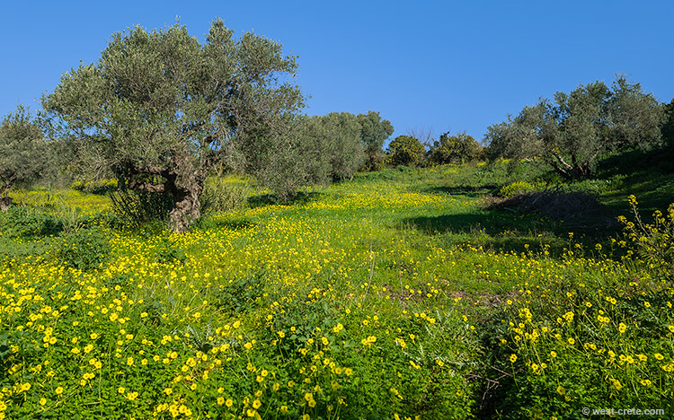 The yellow flower phase - click on the image to enlarge The yellow flower phase - click on the image to enlarge