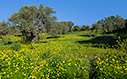The yellow flower phase
