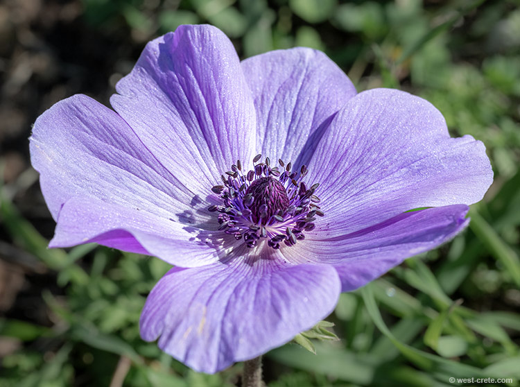 Anemone coronaria - click on the image to enlarge Anemone coronaria - click on the image to enlarge