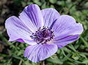 Anemone coronaria
