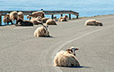 On the roads of Sfakia