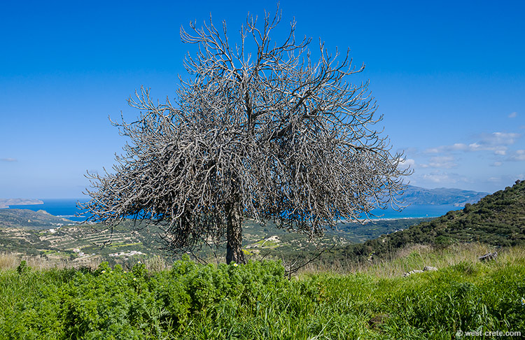 Fig tree in Polyrinia - click on the image to enlarge Fig tree in Polyrinia - click on the image to enlarge
