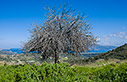 Fig tree in Polyrinia