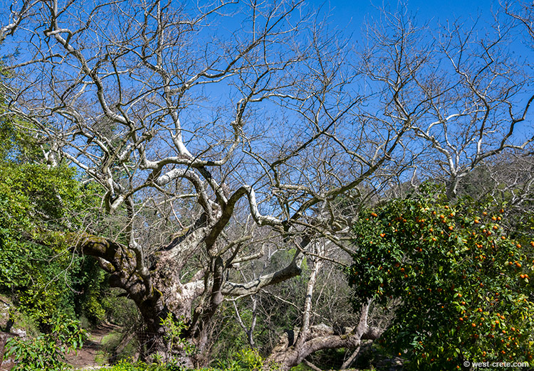Monumental plane tree of Argyroupoli - click on the image to enlarge Monumental plane tree of Argyroupoli - click on the image to enlarge