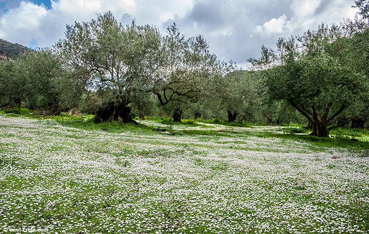 Spring time in an olive grove - click on the image to enlarge Spring time in an olive grove - click on the image to enlarge
