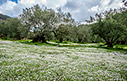 Spring time in an olive grove