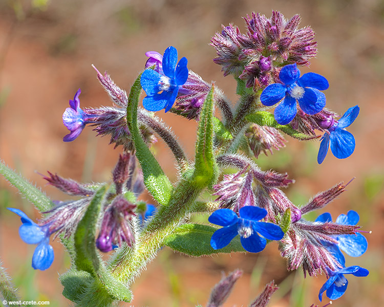 Anchusa azurea - click on the image to enlarge Anchusa azurea - click on the image to enlarge