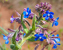 Anchusa azurea