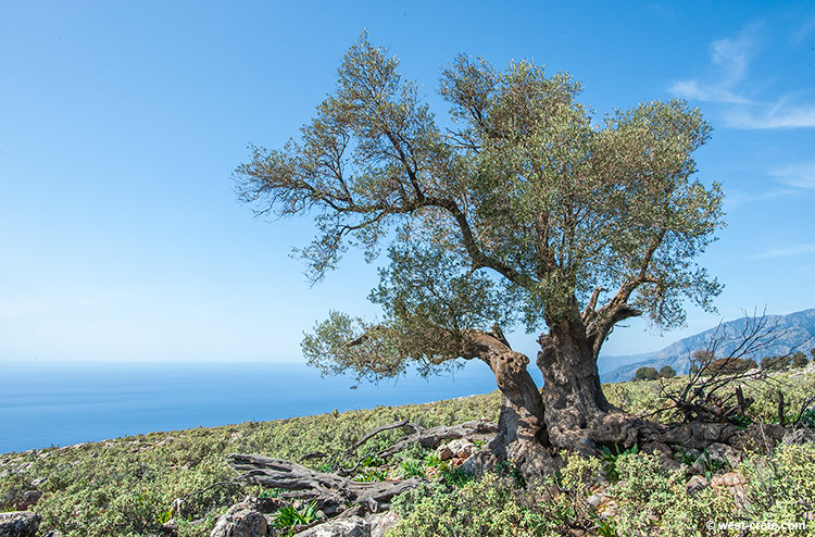 Lone olive tree - click on the image to enlarge Lone olive tree - click on the image to enlarge