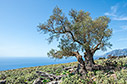 Lone olive tree