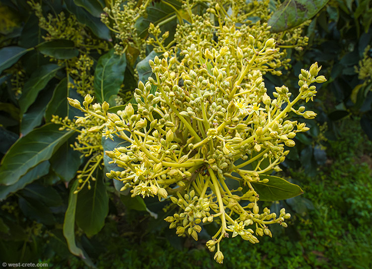 Blooming avocados - click on the image to enlarge Blooming avocados - click on the image to enlarge