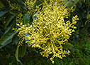 Blooming avocados