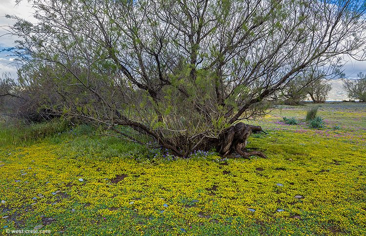 Spring flowers near the beach - click on the image to enlarge Spring flowers near the beach - click on the image to enlarge