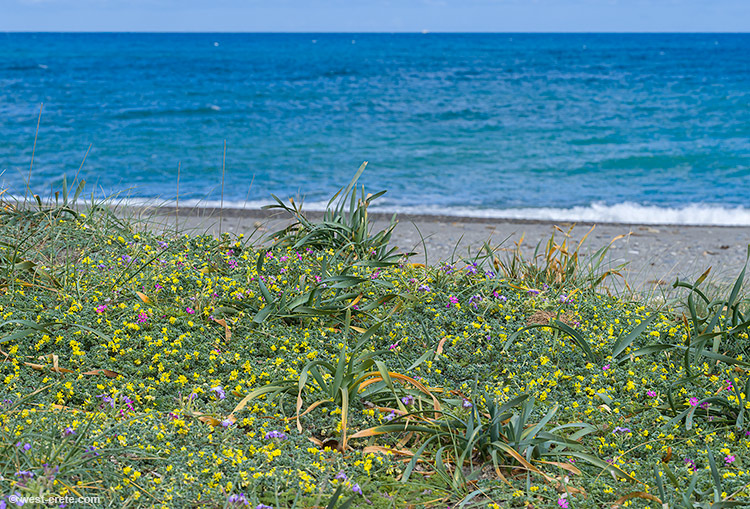 Spring flowers by the beach - click on the image to enlarge Spring flowers by the beach - click on the image to enlarge